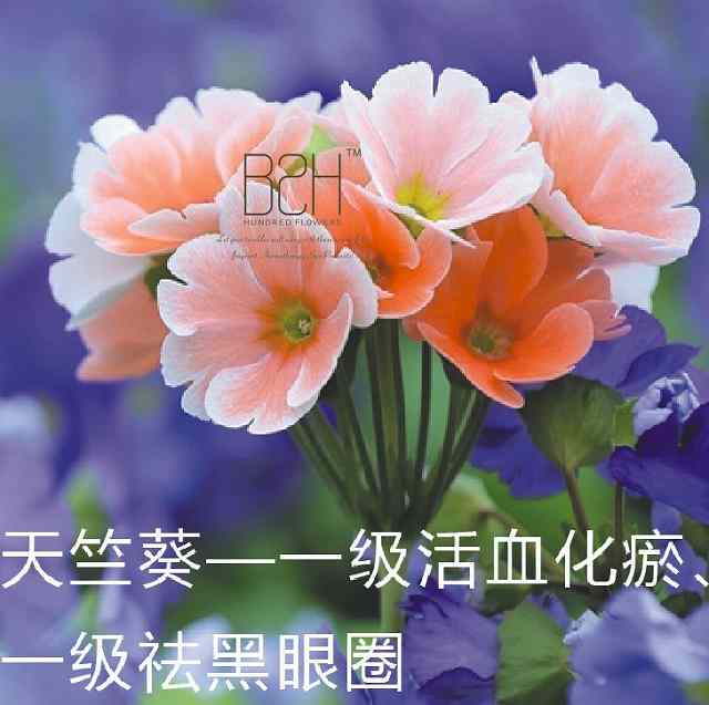 天竺葵精油