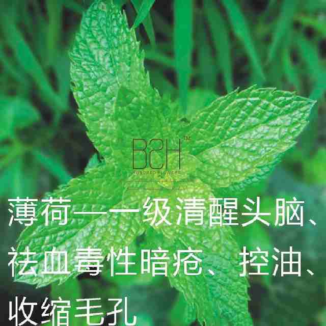 薄荷精油