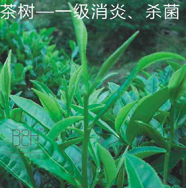 澳洲茶树精油