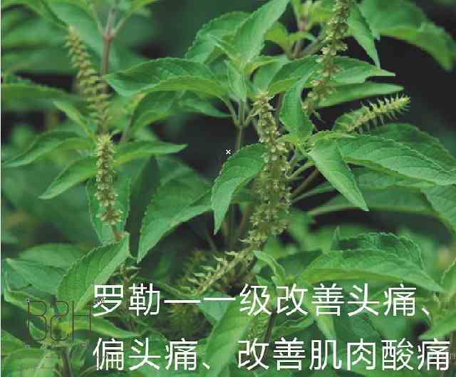 帝王之草罗勒精油.docx