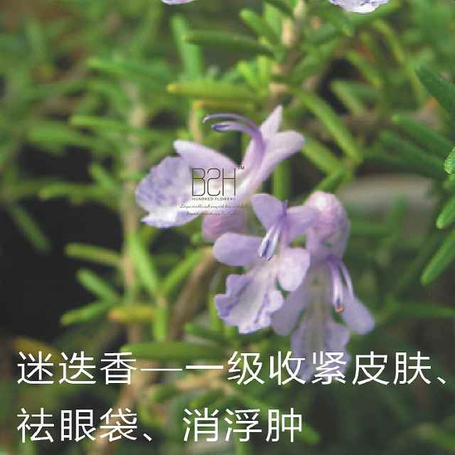 迷迭香精油