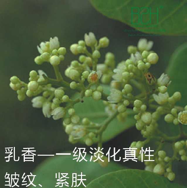索马里乳香精油基督的眼泪