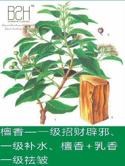 印度檀香精油