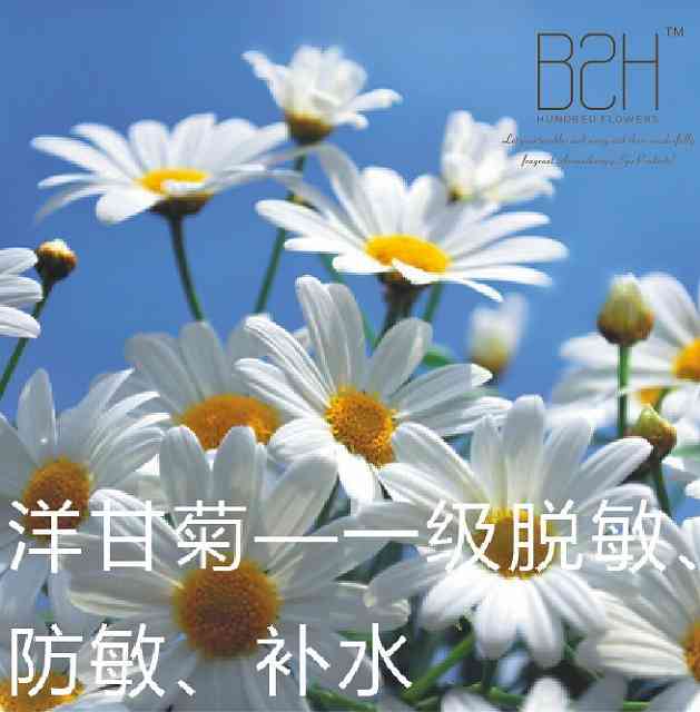 防敏精油洋甘菊精油
