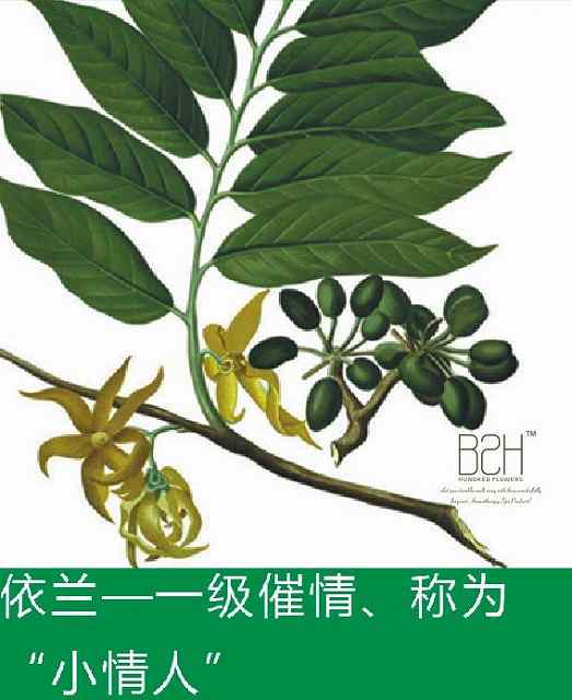 依兰精油